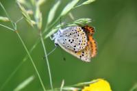 Lycaena tityrus