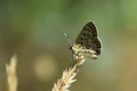 Lycaena tityrus