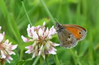 Coenonympha pamphilus