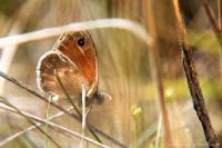 Coenonympha pamphilus