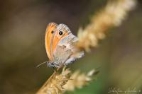 Coenonympha pamphilus