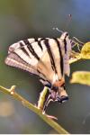 Iphiclides podalirius
