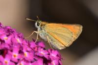 Thymelicus lineola