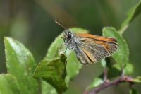 Thymelicus
