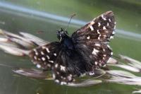 Pyrgus malvae