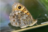 Lasiommata megera