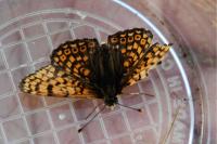 Melitaea cinxia