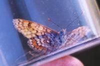 Melitaea cinxia