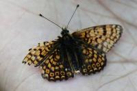 Melitaea cinxia