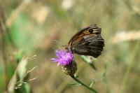 Maniola jurtina