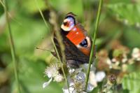Aglais io