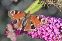 Aglais io