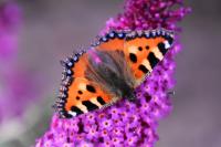 Aglais urticae