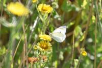 Pieris rapae