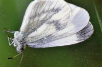 Leptidea sinapis