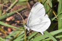 Leptidea sinapis