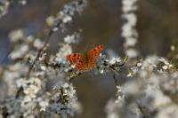 Polygonia c-album