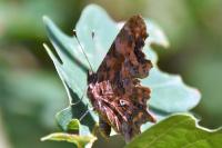 Polygonia c-album