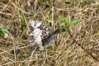Brintesia circe