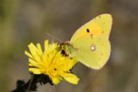 Colias crocea