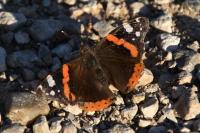 Vanessa atalanta
