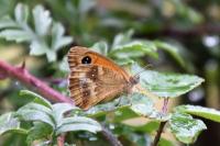Pyronia tithonus