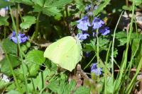 Gonepteryx rhamni