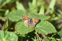 Lycaena phlaeas