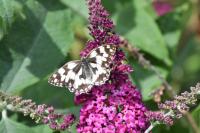 Melanargia galathea
