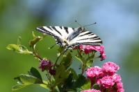 Iphiclides podalirius