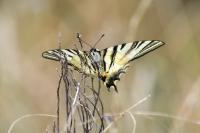 Iphiclides podalirius