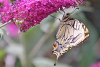 Papilio machaon