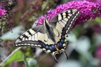 Papilio machaon