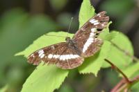 Limenitis camilla