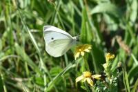 Pieris rapae
