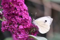 Pieris brassicae