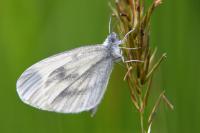 Leptidea sinapis