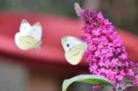 Pieris napi
