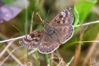 Erynnis tages