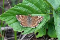 Erynnis tages