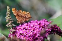 Polygonia c-album