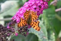 Polygonia c-album