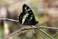 Brintesia circe