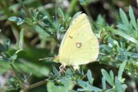 Colias crocea