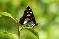 Limenitis reducta