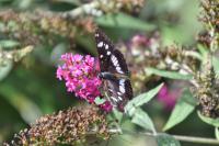 Limenitis reducta