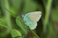 Callophrys rubi