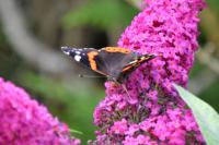 Vanessa atalanta