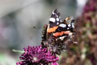 Vanessa atalanta