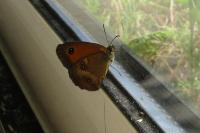 Pyronia tithonus